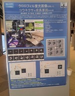 奥田萌莉さんがMIRU2025で発表しました